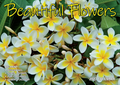 CALENDAR 2027 BIG PRINT - BEAUTIFUL FLOWERS