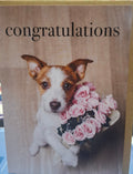 M144 - Congratulations - Dog Greeting Card
