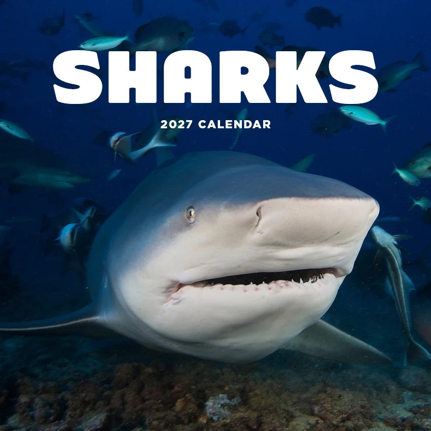 SHARKS CALENDAR: 2027