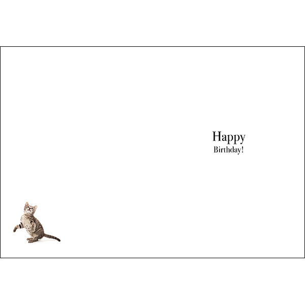 M131 - I Hope Your Cake Is This Big! - Cat Birthday Card