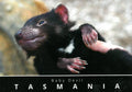 TASMANIA POSTCARD - BABY DEVIL