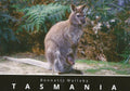 TASMANIA POSTCARD - BENNETTS WALLABY