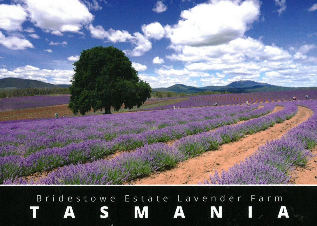 TASMANIA POSTCARD - BRIDESTOWE ESTATE LAVENDER FARM